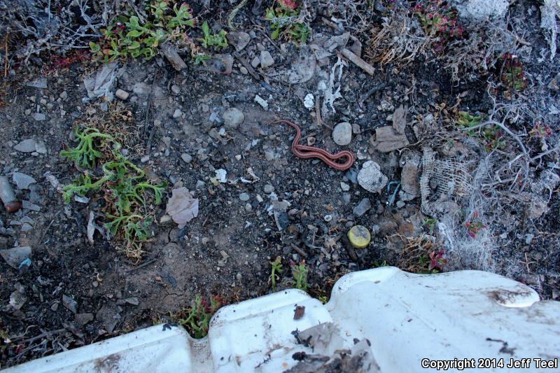 Mid-Baja Rosy Boa (Lichanura trivirgata saslowi)