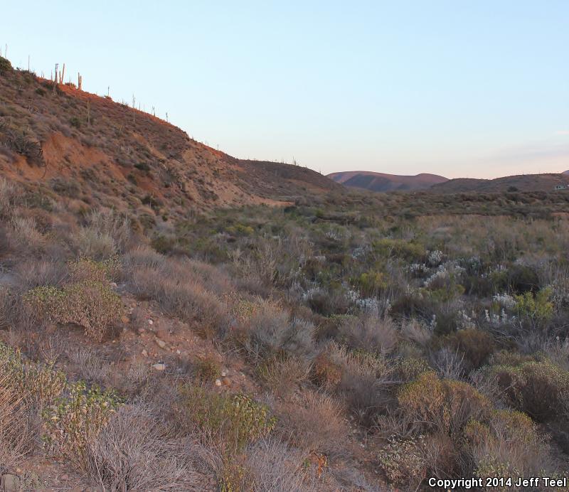 Baja California Patch-nosed Snake (Salvadora hexalepis klauberi)