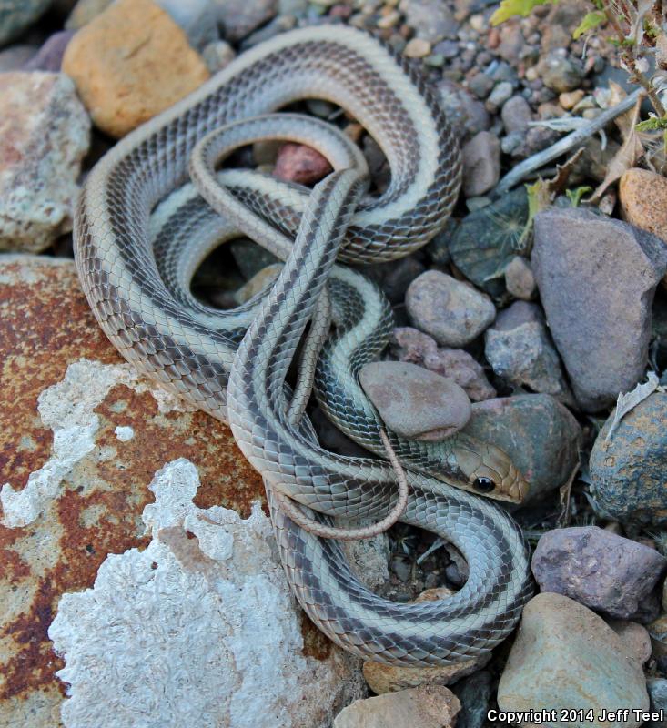 Baja California Patch-nosed Snake (Salvadora hexalepis klauberi)