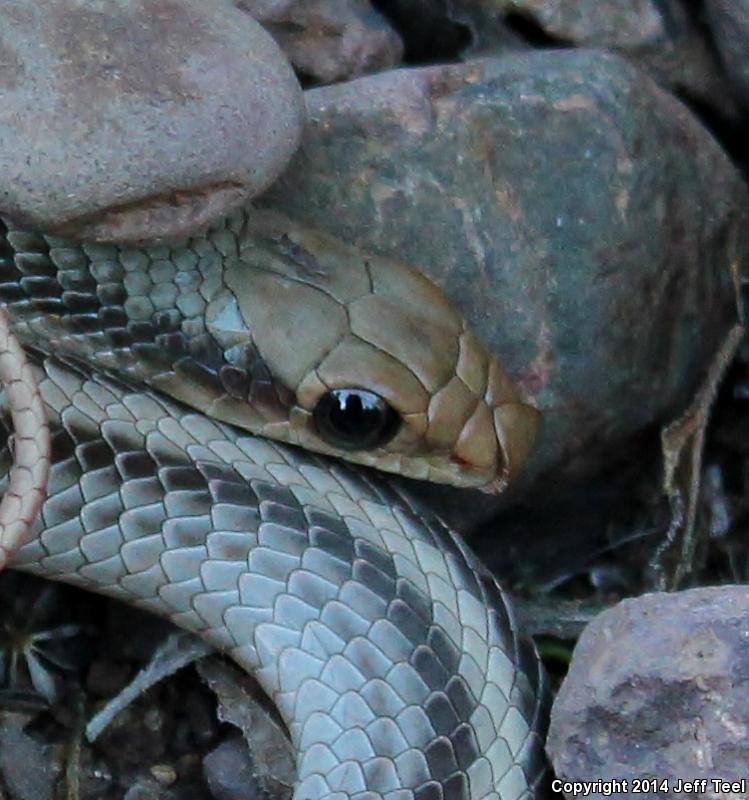 Baja California Patch-nosed Snake (Salvadora hexalepis klauberi)