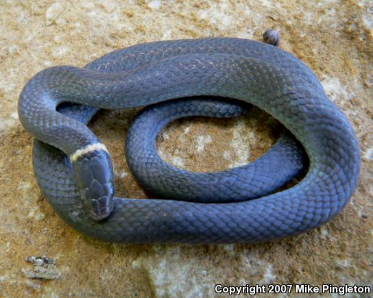 Northern Ring-necked Snake (Diadophis punctatus edwardsii)