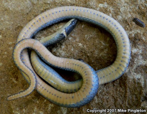 Northern Ring-necked Snake (Diadophis punctatus edwardsii)