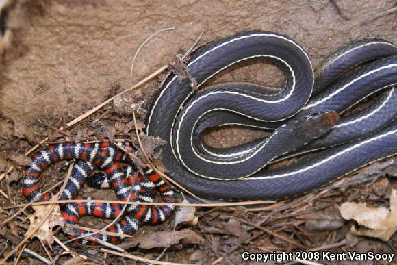 California Striped Racer (Coluber lateralis lateralis)