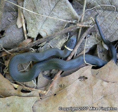 Northern Ring-necked Snake (Diadophis punctatus edwardsii)