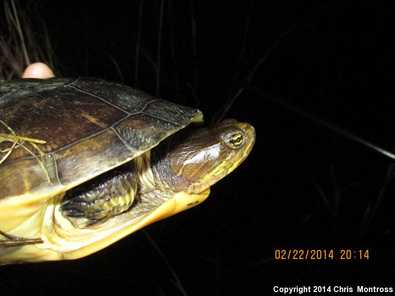 Eastern Chicken Turtle (Deirochelys reticularia reticularia)