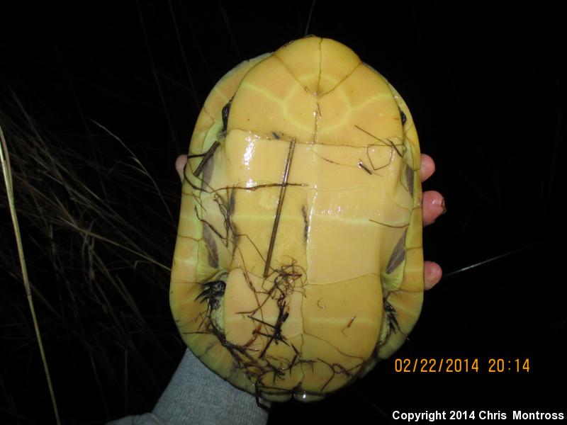 Eastern Chicken Turtle (Deirochelys reticularia reticularia)