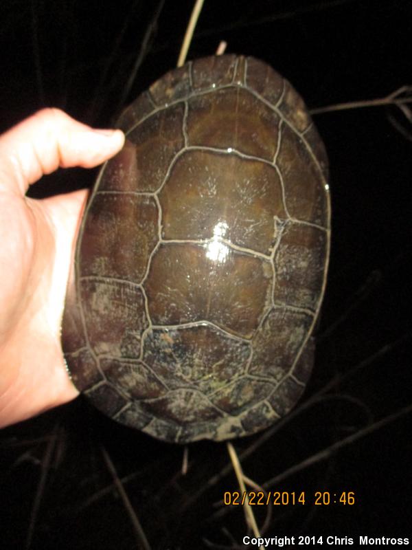 Eastern Chicken Turtle (Deirochelys reticularia reticularia)