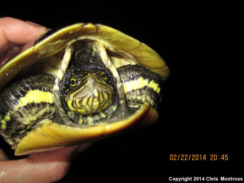 Eastern Chicken Turtle (Deirochelys reticularia reticularia)