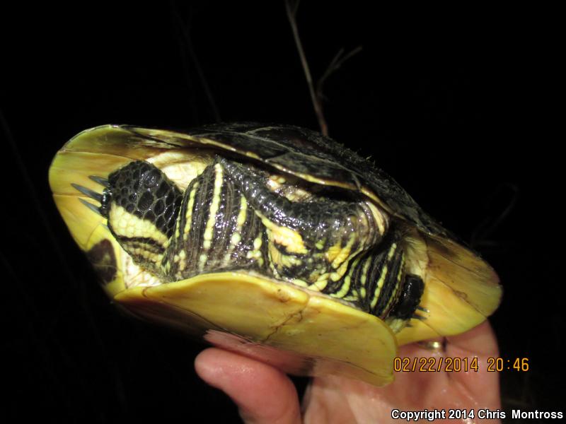 Eastern Chicken Turtle (Deirochelys reticularia reticularia)