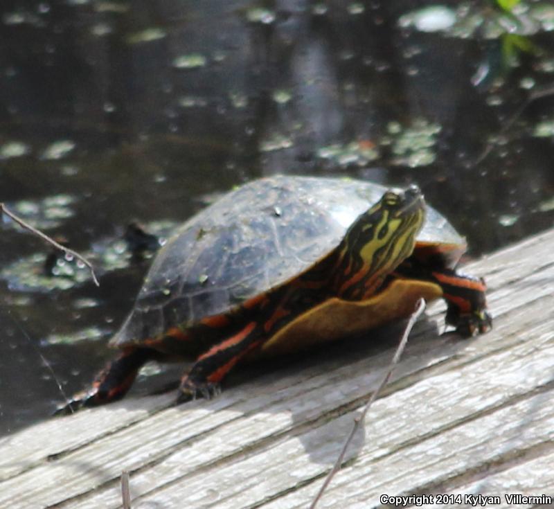 Southern Painted Turtle (Chrysemys dorsalis)