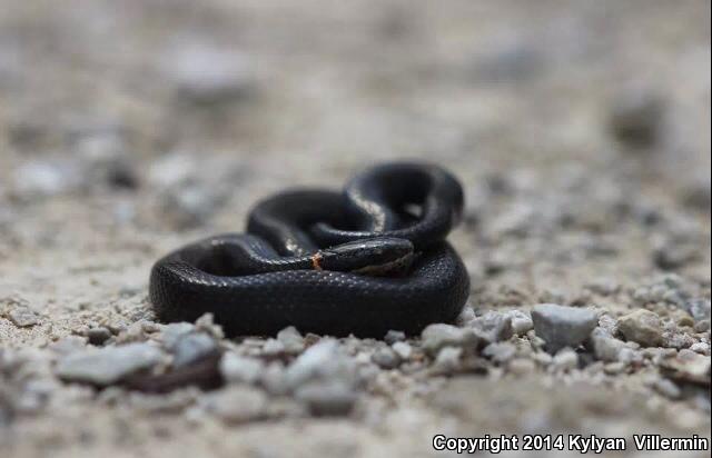 Mississippi Ring-necked Snake (Diadophis punctatus stictogenys)