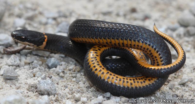 Mississippi Ring-necked Snake (Diadophis punctatus stictogenys)