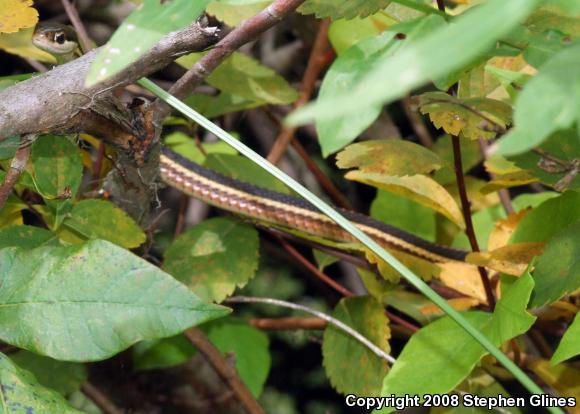 Eastern Ribbonsnake (Thamnophis sauritus sauritus)