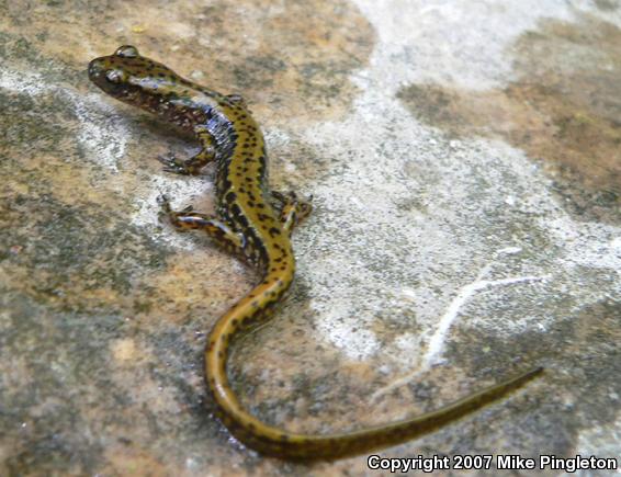 Dark-sided Salamander (Eurycea longicauda melanopleura)