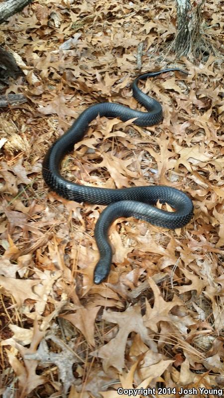 Eastern Indigo Snake (Drymarchon couperi)