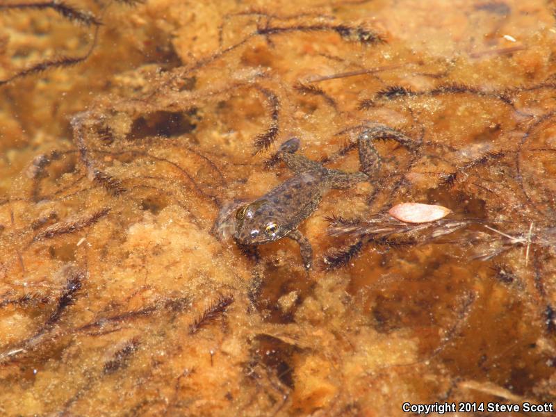 Sierra Nevada Yellow-legged Frog (Rana sierrae)