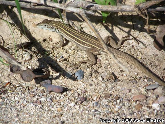 Sonoran Spotted Whiptail (Aspidoscelis sonorae)