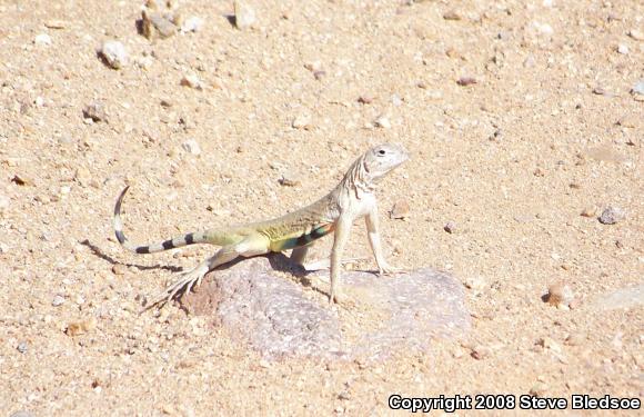 Eastern Zebra-tailed Lizard (Callisaurus draconoides ventralis)