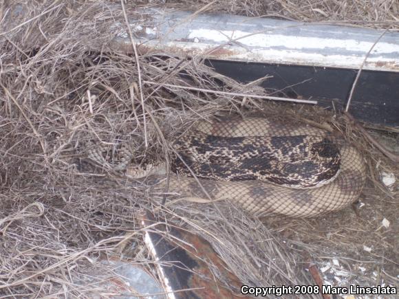 Northern Pinesnake (Pituophis melanoleucus melanoleucus)