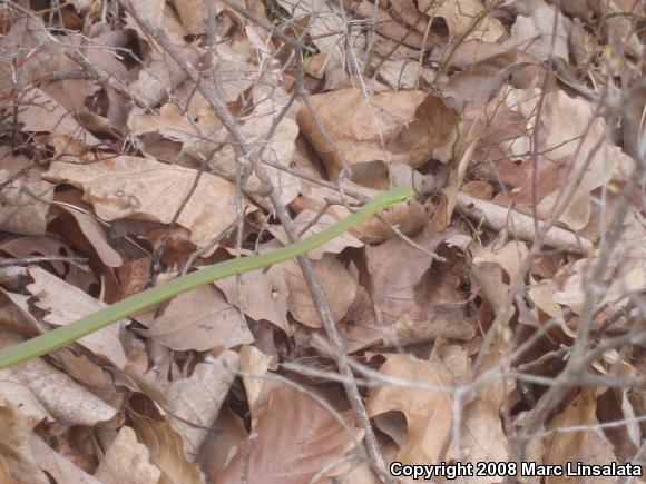 Northern Rough Greensnake (Opheodrys aestivus aestivus)