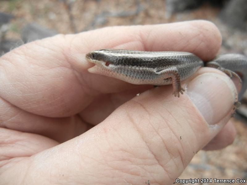 Mountain Skink (Plestiodon callicephalus)