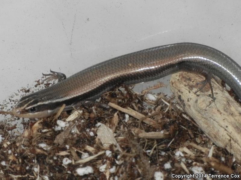 Mountain Skink (Plestiodon callicephalus)