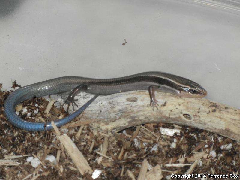 Mountain Skink (Plestiodon callicephalus)