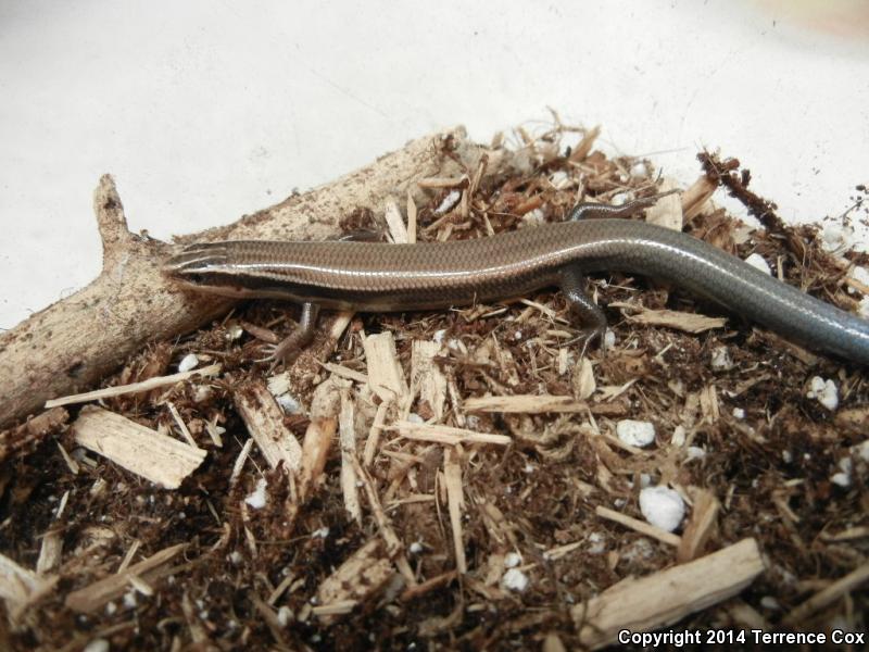 Mountain Skink (Plestiodon callicephalus)