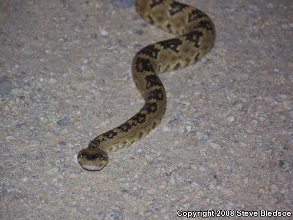 Northern Black-tailed Rattlesnake (Crotalus molossus molossus)