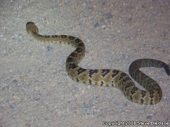 Northern Black-tailed Rattlesnake (Crotalus molossus molossus)