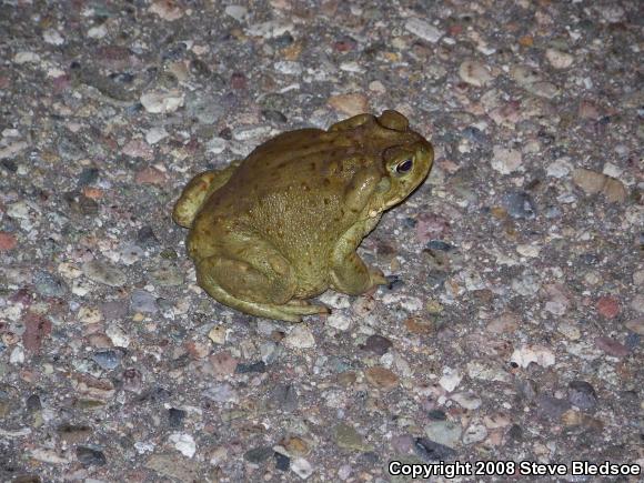 Sonoran Desert Toad (Ollotis alvaria)