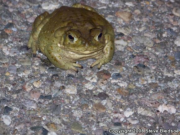 Sonoran Desert Toad (Ollotis alvaria)