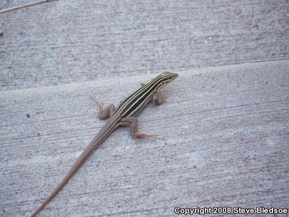 Sonoran Spotted Whiptail (Aspidoscelis sonorae)