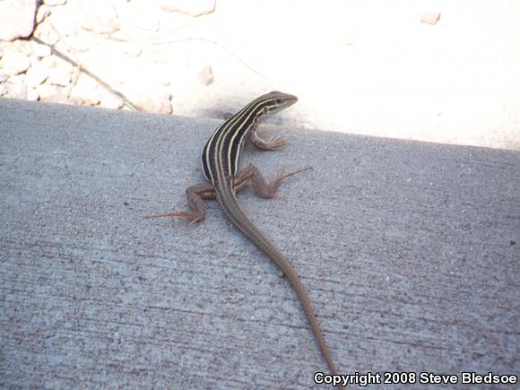 Sonoran Spotted Whiptail (Aspidoscelis sonorae)