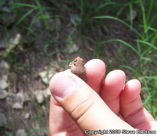 Red-spotted Toad (Anaxyrus punctatus)