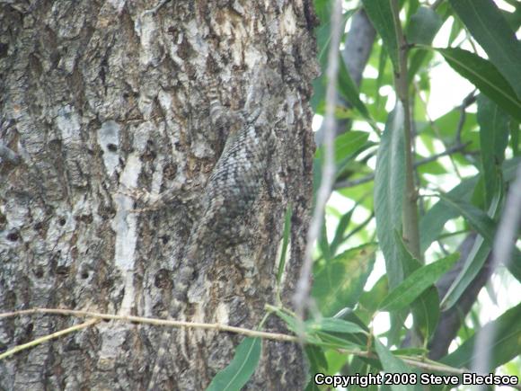 Clark's Spiny Lizard (Sceloporus clarkii)