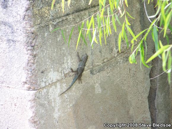 Clark's Spiny Lizard (Sceloporus clarkii)