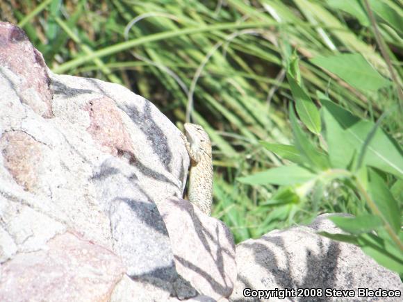 Clark's Spiny Lizard (Sceloporus clarkii)