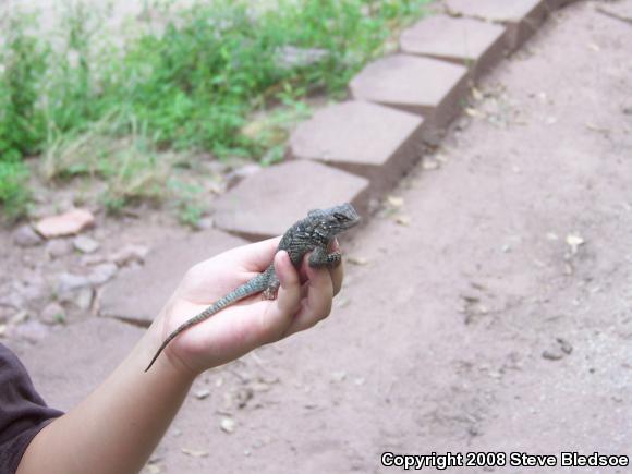 Clark's Spiny Lizard (Sceloporus clarkii)