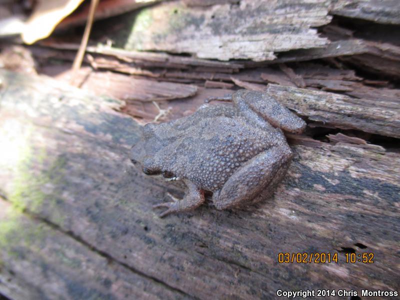 Mountain Chorus Frog (Pseudacris brachyphona)