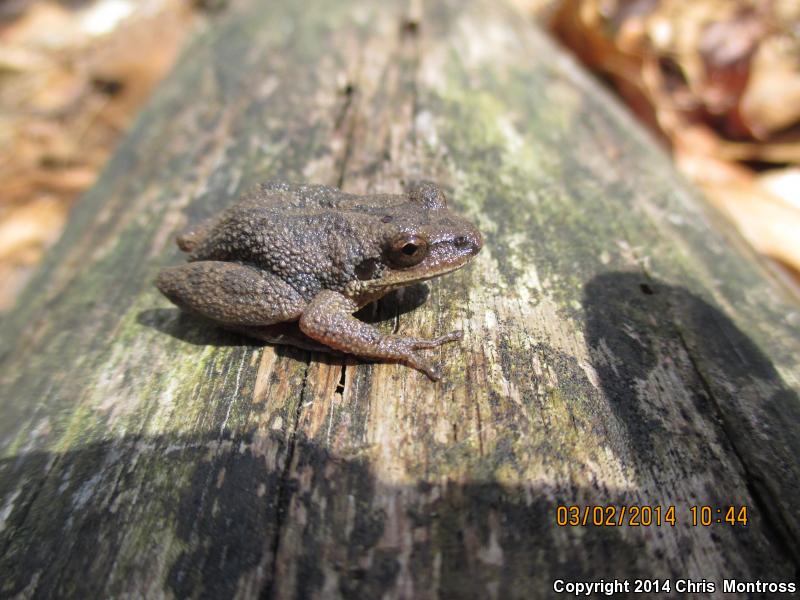 Mountain Chorus Frog (Pseudacris brachyphona)