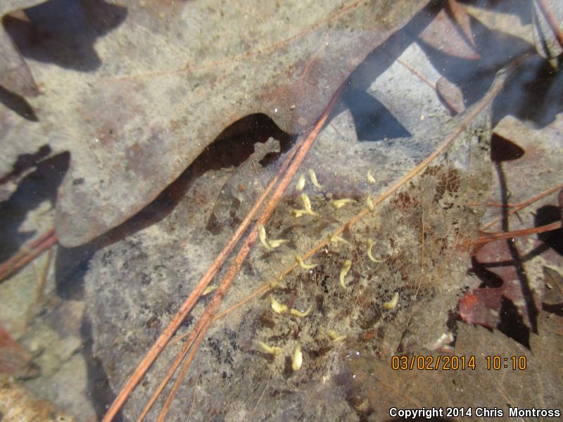 Mountain Chorus Frog (Pseudacris brachyphona)