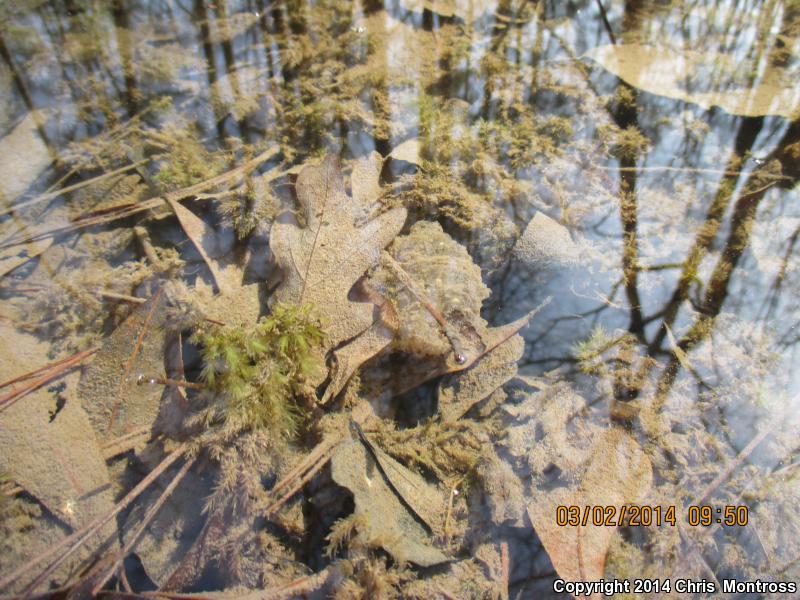 Mountain Chorus Frog (Pseudacris brachyphona)