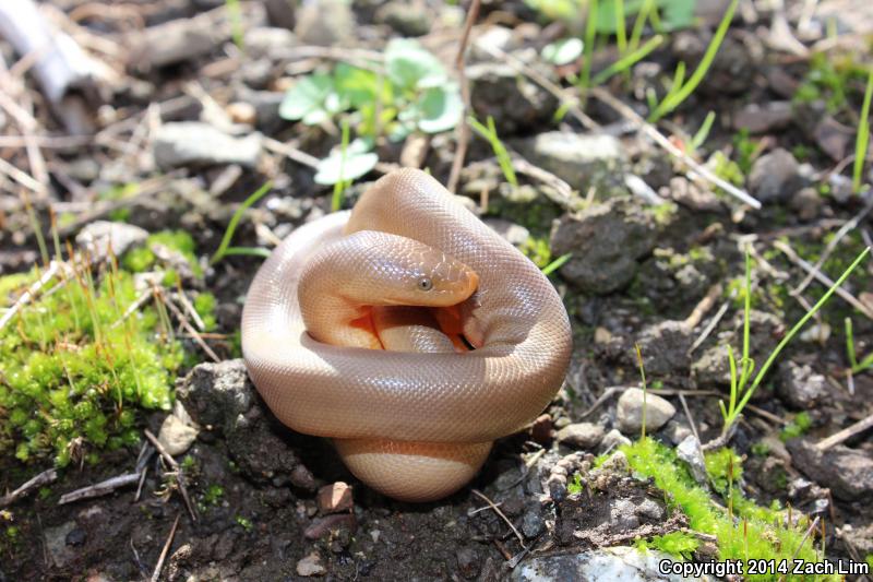 Northern Rubber Boa (Charina bottae)