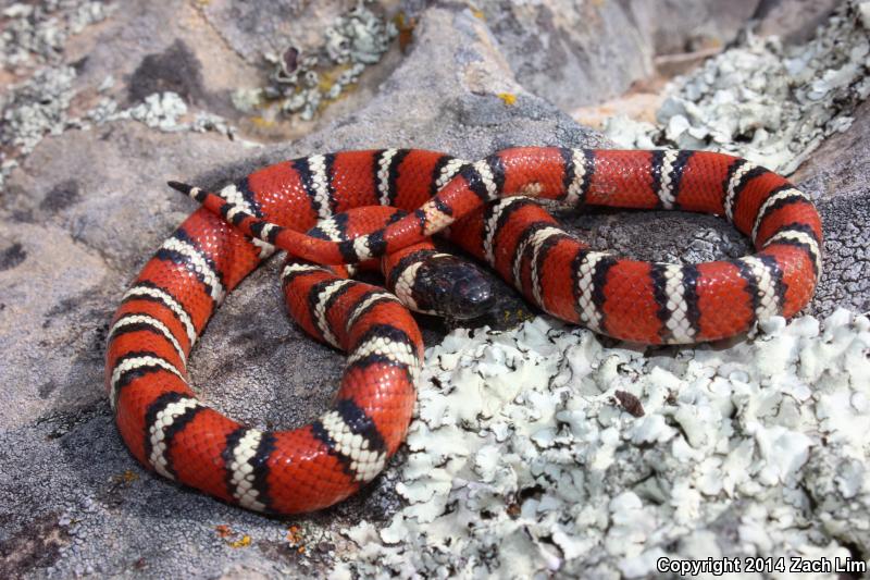 Coast Mountain Kingsnake (Lampropeltis zonata multifasciata)