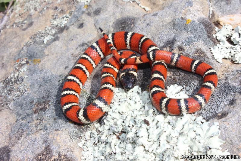 Coast Mountain Kingsnake (Lampropeltis zonata multifasciata)