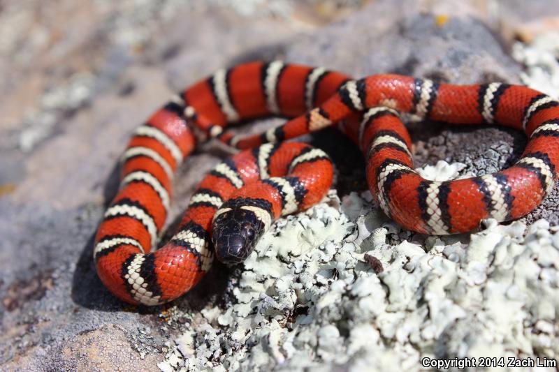 Coast Mountain Kingsnake (Lampropeltis zonata multifasciata)