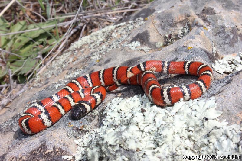 Coast Mountain Kingsnake (Lampropeltis zonata multifasciata)