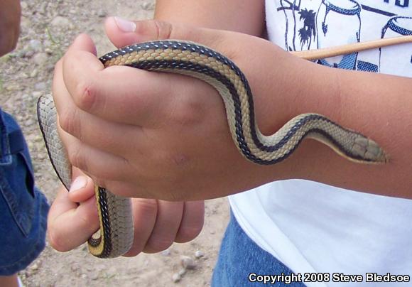 Mountain Patch-nosed Snake (Salvadora grahamiae grahamiae)