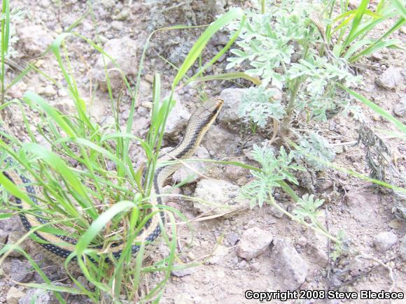 Mountain Patch-nosed Snake (Salvadora grahamiae grahamiae)